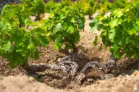 Vigneti Donnafugata a Pantelleria